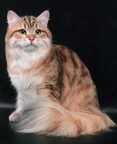 Siberian Cats, Golden Cat, Kittens For Sale, Cat Reference, Siberian Cat, Kitten For Sale, Moscow Russia, Beautiful Cats, Moscow