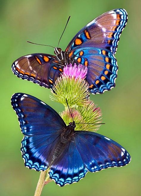 Allah ki khudrat.subahanallah,Awesome Nature Blue Butterflies, A Flower, Butterflies, Purple, Blue