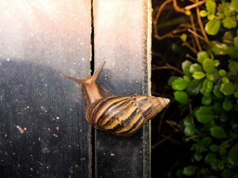 Snail Top View, White Wooden Desk, Park Background, Gold Bokeh, Dark Wood Table, Background Food, Food Texture, Stucco Walls, Concrete Floor