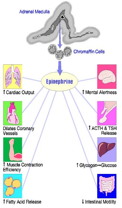 Epinephrine Pharmacology, Paramedic Aesthetic, Adrenal Medulla, Nurse Notes, Work Vibes, Paramedic School, Iv Drip, Medical School Studying, Muscle Contraction
