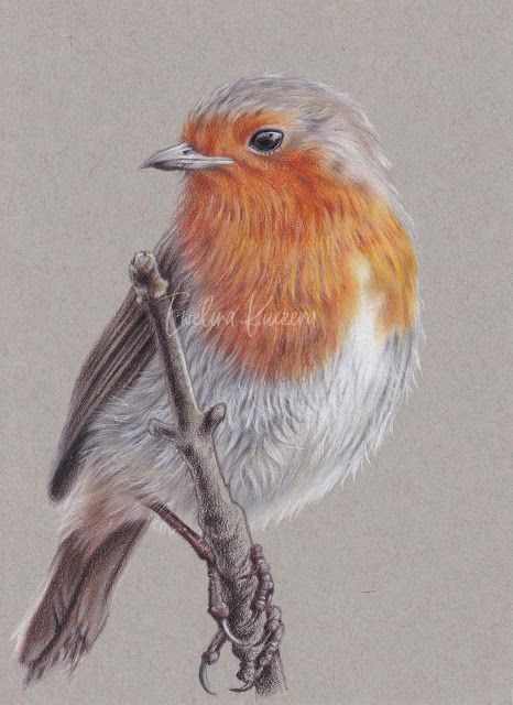 Robin Drawing, Colored Pencil Ideas, Bird Pencil Drawing, Pencil Art Projects, Watercolor Pencils Techniques, Colored Pencil Art Projects, Blending Colored Pencils, Watercolor Pencil Art, Feather Drawing