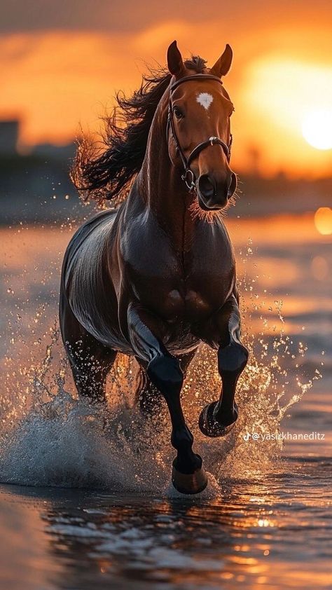 Rodeo Photos, Horse Majestic, Horses Pictures, Horse Background, Inspirational Horse Quotes, Beautiful Horses Photography, Stallion Horses, Horse Facts, Cute Horse Pictures