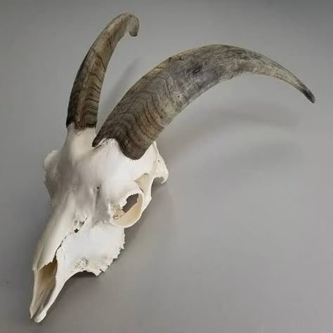 Goat Bone, Steam Powered Giraffe, Skull Reference, Black Phillip, Goat Skull, Animal Skeletons, Taxidermy Art, Animal Skull, Vulture Culture