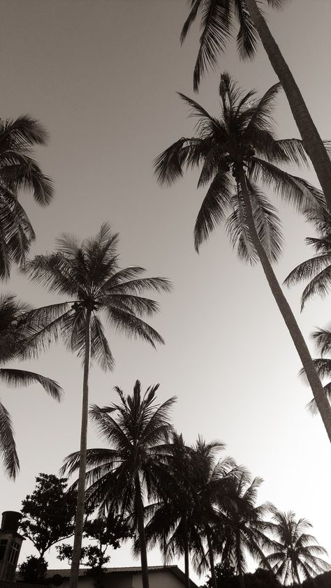 Palm tree sepia Aesthetic Palm Trees Wallpaper, Iphone Wallpaper Country, Lockscreen Ideas Iphone, Palm Tree Wallpaper Iphone, Sepia Pictures, Iphone Wallpaper Black And White, Fake Wallpaper, Palm Tree Aesthetic, Palm Tree Wallpaper