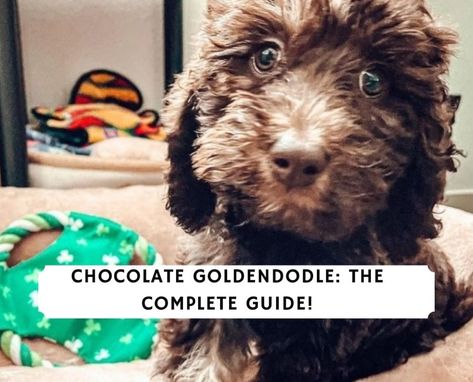 Chocolate Goldendoodle: The Complete Guide! (2021) - We Love Doodles Chocolate Mini Goldendoodle, F2b Mini Goldendoodle, Mini Aussie Shepherd, Chocolate Goldendoodle, Minature Goldendoodle, F1b Goldendoodle Mini, F1b Mini Goldendoodle Full Grown, Aussie Shepherd, Mini Aussie