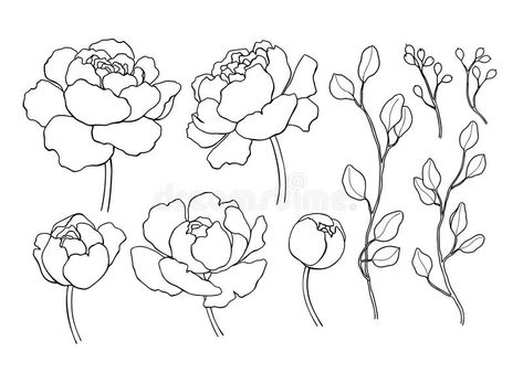 Peony Flower And Leaves Line Drawing. Vector Hand Drawn Outline Stock Vector - Illustration of branch, line: 111973104 Leaves Line Drawing, Hur Man Ritar Blommor, Peony Drawing, Flower Tattoo Drawings, Botanical Line Drawing, Flower Tattoo Back, Flower And Leaves, Flower Tattoo Shoulder, Flower Tattoo Arm