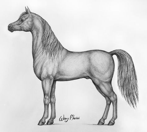 Horse Drawing Side View, Reference Side View, Horse Side View, Easy Horse Drawing, Horse Head Drawing, Draw A Horse, Arabian Horse Art, Horse Reference, Welsh Pony