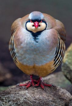 Chukar Partridge (EXPLORED 2-8-2014) | by alan shapiro photography Dear Animal, Chukar Partridge, Bird Sitting, Amazon Top, Kinds Of Birds, Game Birds, Funny Birds, Colorful Bird, Bird Pictures