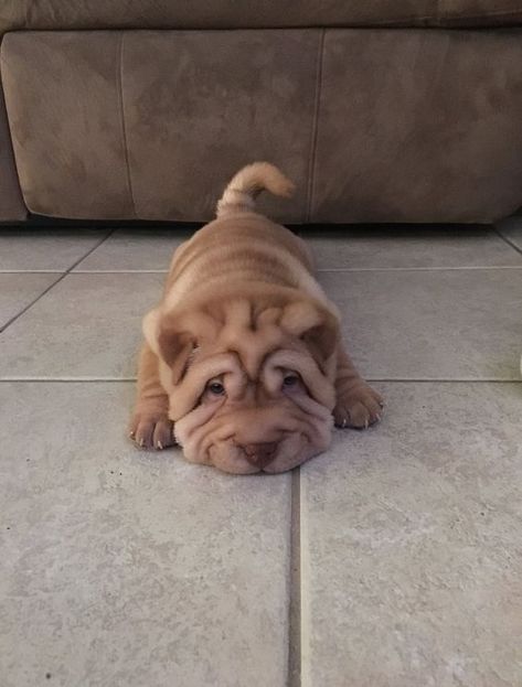 150 Best Chinese Shar-Pei Dog Names Sharpei Puppies, Puppy Barking, Shar Pei Dog, Baby Animals Pictures, Shar Pei, Baby Animals Funny, Cute Dogs And Puppies, Cane Corso, Cute Animal Pictures