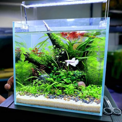 Sand Fish Tank, Planted Betta Tank, Betta Tanks, Beta Tank, Aqua Plants, Natural Aquarium, Fish Tank Themes, Fish Tank Terrarium, Fish Tank Design