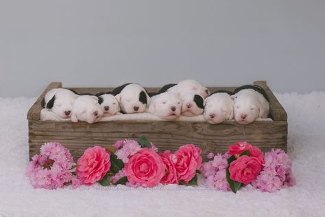 Puppy Picture Ideas, English Sheepdog Puppy, Puppy Announcement, Old English Sheepdog Puppy, Sheepdog Puppy, Newborn Puppy, Sheep Dog Puppy, Cute Puppy Photos, Puppy Litter