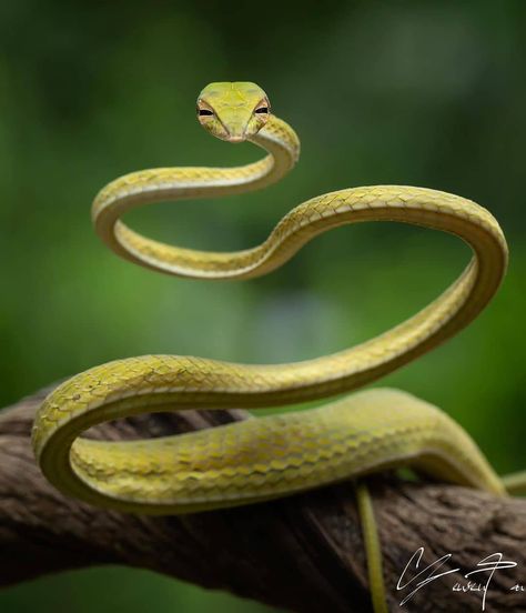 Animal Content on Instagram: “🔎: Asian Vine Snake Follow @animaluniverse.co for daily animal content! 🌍 ➡️ @animaluniverse.co ➡️ @animaluniverse.co ➡️…” Vine Snake, Snake Photos, Animals To Draw, Forensic Science, Interesting Animals, Hodge Podge, Artwork Ideas, Arachnids, Forensic