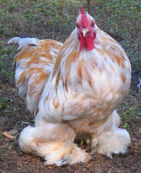 Cochin Chickens, Bantam Chickens, Chicken Pictures, Fancy Chickens, Beautiful Chickens, Hen Chicken, Keeping Chickens, Cute Chickens, Chickens And Roosters