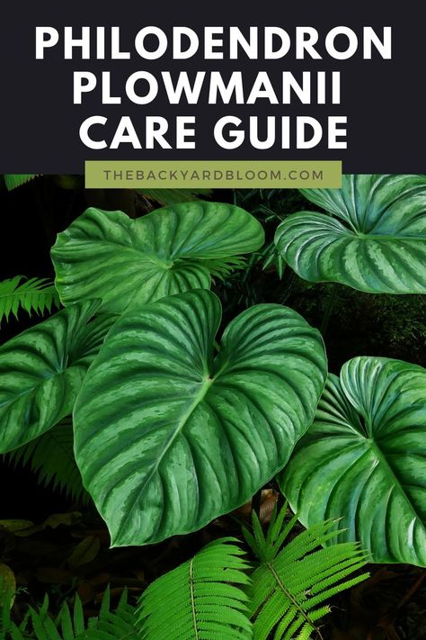 Philodendron Plowmanii Care Guide Philodendron Care Tips, Philodendron Plowmanii, Indoor Plant Care Guide, Philodendron Care, Plant Tips, Houseplant Care, Outside Design, Philodendron Monstera, Home Plants