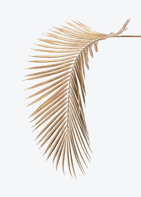 Areca palm leaf painted in gold mockup on an off white background | premium image by rawpixel.com / Teddy Rawpixel Brown Room, Courtyard Wall, Wedding Vow Art, Off White Background, Coconut Leaves, Palm Branch, Areca Palm, Floral Save The Dates, Golden Leaf