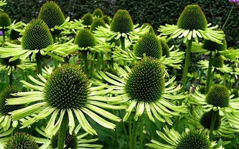 Echinacea Purpurea Seeds GREEN JEWEL Rare Variety Chamomile Seeds, Echinacea Benefits, Buy Plants Online, Rare Seeds, Echinacea Purpurea, Perennial Herbs, Buy Plants, Plant Cuttings, Pale Green