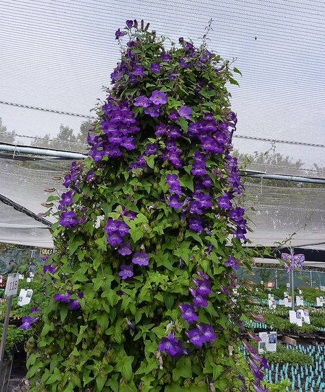 Asarina scandens 'Joan Lorraine' Screen Porches, Basket Plant, Rare Seeds, Hummingbird Garden, Unusual Plants, Tree Seeds, Summer Bedding, Blooming Plants, Herbaceous Perennials