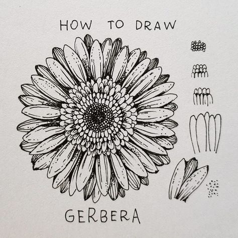 Alice on Instagram: “▫️Gerbera▫️ . Today’s flower: Gerbera, step by step 🖤 .  It could seem difficult, but it is not 🤗 . . Only one pen needed: I use a 0.05 ink…” How To Draw Gerbera, Alice Loves Drawing Flowers, Gerbera Daisy Drawing, Alice Loves Drawing, Gerbera Flower Drawing, Painting Daisies, Daisy Drawing, Fungi Art, Challenge Instagram