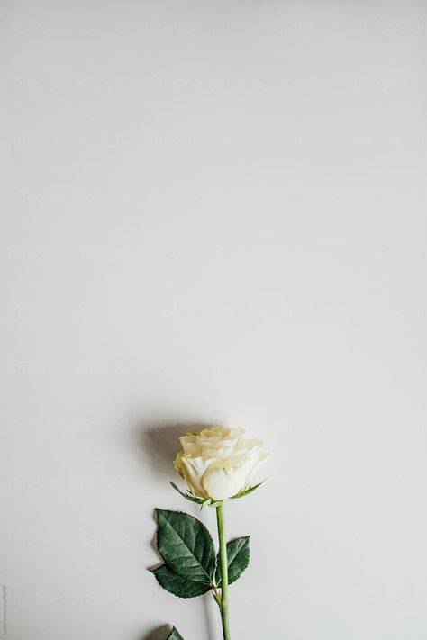 White Background Aesthetic Flowers, White Rose Wallpaper Aesthetic, White Roses Aesthetic Vintage, White Roses Aesthetic Dark, White Roses Aesthetic Wallpaper, White Rose Aesthetic, White Rose Photography, White Roses Aesthetic, Rose Flower Photography