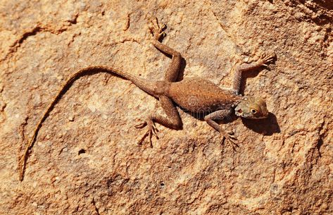 Desert Lizard, Desert Lizards, Louis Sachar, Thar Desert, Desert Sahara, Desert Animals, Desert Living, Sahara Desert, Design Background