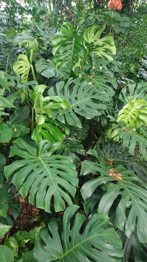 Big Jungle Leaves, Tropical Rainforest Plants, Ishigaki Japan, Tropical Ferns, Flora Background, Rainforest Leaves, Rainforest Project, Borneo Rainforest, Tropical Vegetation