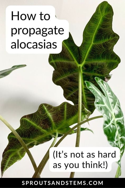 Master the art of alocasia propagation with this step-by-step guide. Ensure your alocasia corms thrive and grow into new plants! Video tutorial included! Plants Video, Easy Care Houseplants, Alocasia Plant, Low Light Plants, House Plant Care, Propagating Plants, Snake Plant, In Water, Easy Steps