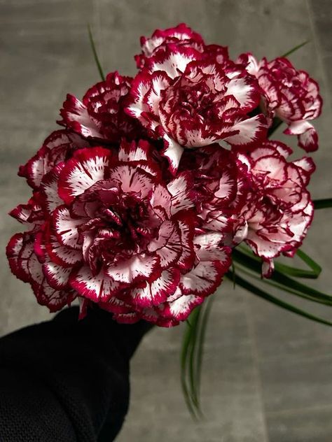 XLIV 404. on X: "Carnations. 💮💮 https://t.co/xBRWnNKPGG" / X Red Carnation Aesthetic, Carnation Aesthetic, Burgundy Carnations, Red Spider Lily, Red Carnation, Bloom Blossom, Ruby Wedding, Nothing But Flowers, Flower Therapy