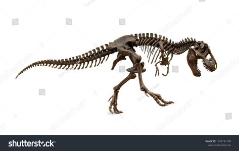 Background King, Tyrannosaurus Rex Skeleton, Dinosaur King, Dinosaur Fossil, Dinosaur Fossils, Dinosaur Art, Tyrannosaurus Rex, Wildlife Animals, T Rex