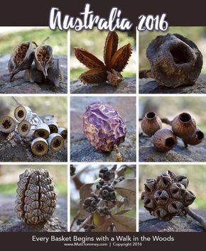 Seeds And Pods, Seed Pods Natural Forms, Seed Pods Art Ideas, Matt Tommey, Wild Weaving, Seed Pods Art, Michigan Garden, Microscopic Photography, Garden Totem