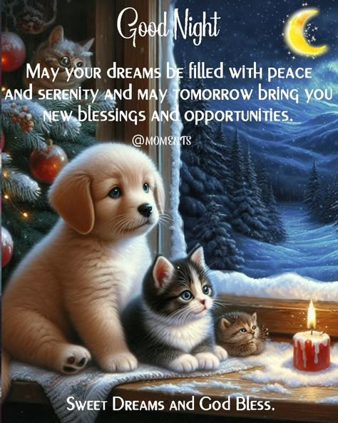 Sweet Dream Blessings: 10 Good Night Wishes In 2024 Kelly's Treehouse, Cute Good Night Quotes, Evening Blessings, Good Night Blessings Quotes, Good Night Cards, Blessed Night, Beautiful Good Night Quotes, Good Night Beautiful, Good Night Funny