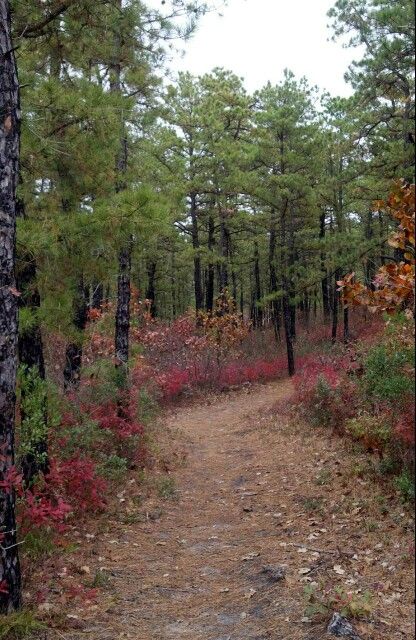 Pine Barrens  My backyard for many years in New Jersey. Beverly Core, New Jersey Turnpike, Mountain Creek Nj, Pine Barrens New Jersey, Superior National Forest Minnesota, New England Forest, Spooky Summer, Pine Barrens, Ley Lines