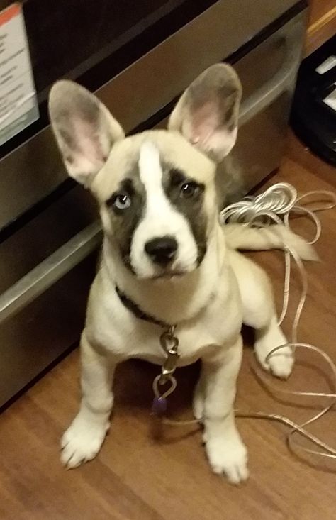 french bulldog husky mix French Bulldog Mixed With Husky, French Bulldog Mix, Husky Mix, Dog Cuts, Puppy Adoption, French Bulldog, Husky, Dog Breeds, Bulldog