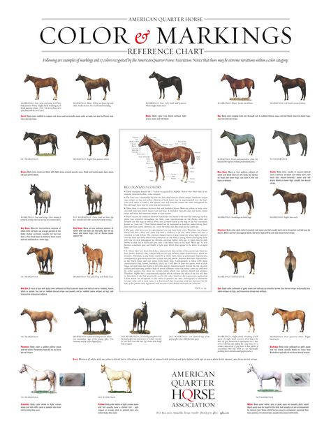 Quarter Horse Markings and Color Genetics - AQHA Horse Color Chart, Genetics Worksheet, Genetics Activities, Aqha Horses, Horse Markings, Pictures To Color, Horse Coat Colors, Horse Info, Horse Colors