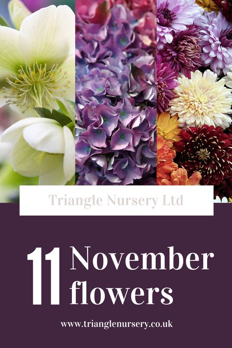 What Flowers Are In Season In November, November Wedding Flowers Uk, Flowers In November, Flowers For November Wedding, Flowers In Season In November, November Wedding Flowers In Season, November Flowers In Season, Wedding Flowers November, Flower Thoughts