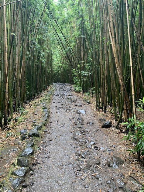 Hiking In Maui, Hikes In Maui, Adventurous Family, Jungle Hike, Beginner Hiking, Hawaiian Travel, Haleakala National Park, Trip To Maui, Day Hiking