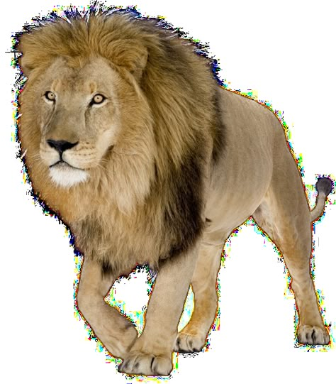 Pictures With White Background, Animals Chart, Png Pic, Pic Background, Zebra Cartoon, Lion Png, Animal Pictures For Kids, Tiger Photography, Elephant Images