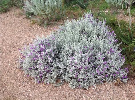 Salvia Garden, Types Of Sage, Sage Bush, Texas Sage, Garden Front Of House, Sage Garden, Silver Plant, Dark Purple Flowers, Sage Plant