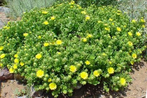 Grindelia stricta venulosa, this Gum Plant makes a small ground cover on coastal bluffs. Crataegus Monogyna, Calotropis Gigantea, Kurapia Groundcover, Solidago Canadensis, California Coastal Decor, Small Scale Gardening, Beaumontia Grandiflora, California Native Garden, Coastal Landscaping