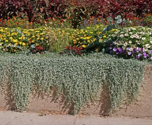 'Silver Falls' Dichondra argentea – Wisconsin Horticulture Dichondra Silver Falls, Silver Falls Dichondra, Ground Cover Seeds, Heat Tolerant Plants, Licorice Plant, Ivy Geraniums, Master Gardener Program, Silver Plant, Silver Falls