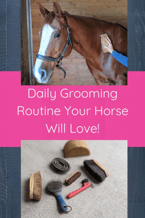 English Horseback Riding, Stable Management, Horse Grooming Supplies, Horseback Riding Tips, Horseback Riding Lessons, Horse Lessons, Horse Information, Healthy Horses, Horse Care Tips