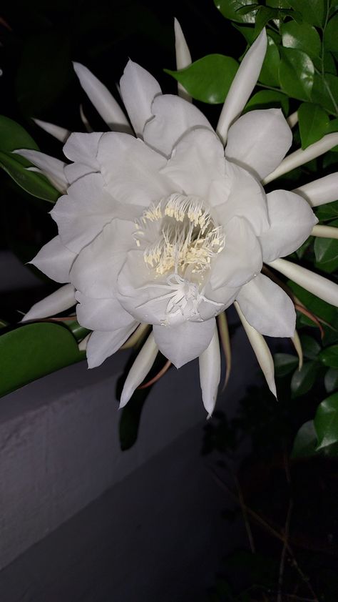 Queen Of The Night Flower, Lady Of The Moon, Night Blooming Flowers, Moon Flowers, Queen Of The Night, 17 December, Night Flowers, Moon Garden, Flowers Gifts