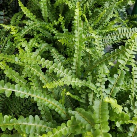 Lemon Button Fern, Tropical Ferns, Fern Varieties, Button Fern, Plant Parenthood, Indoor Ferns, Toxic To Cats, Ferns Care, Large Terrarium