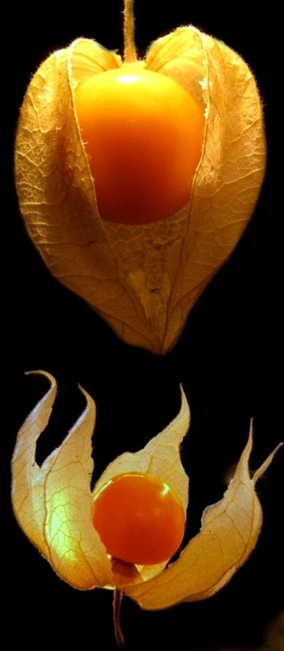 Cape Gooseberry Photography, Gooseberry Photography, Goose Berry, Gooseberry Fruit, Plan 2023, Chinese Lanterns Plant, Fall Crops, Cape Gooseberry, Pottery Inspo