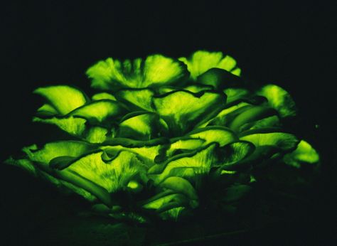 The bioluminescent Omphalotus Olearius - Jack O' Lantern Mushroom Jack O Lantern Mushroom, Fairy Rings, Mushroom Pictures, Slime Mould, Mushroom Art, Green Wallpaper, Permaculture, Color Of Life, Jack O