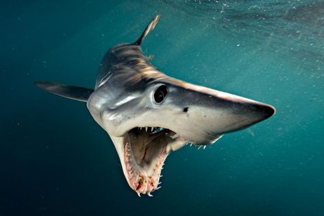 The famous Deep Blue and two other large females were spotted off Hawaii, an unusual gathering and location for the elusive predators. Shortfin Mako Shark, Types Of Sharks, Shark Photos, Shark Pictures, Mako Shark, Shark Coloring Pages, Shark Diving, Shark Swimming, Underwater Photographer