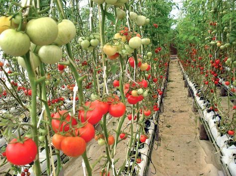 Tanaman Tomat, Aquaponics Aquarium, Hydroponic Vegetables, Special Plants, Aquaponics Plants, Aquaponics Diy, Hydroponic Farming, Hydroponics Diy, Vegetable Farming