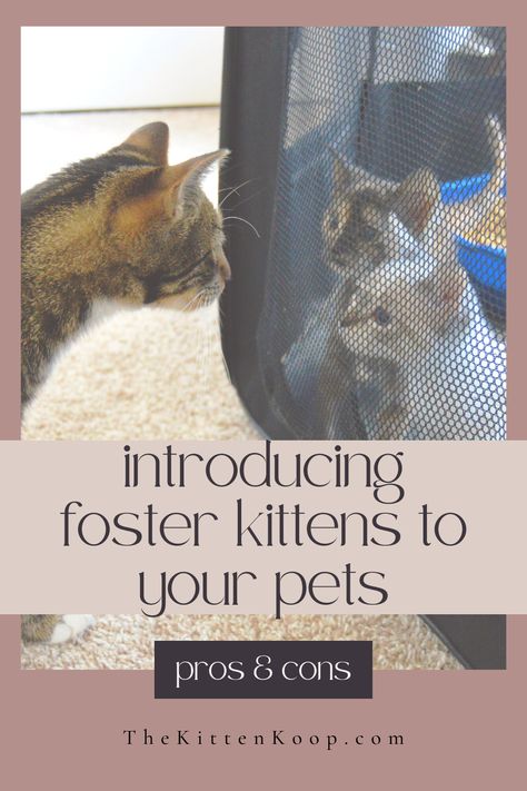 Foster Cat, Foster Kittens, Cat Reading, Foster Mom, Cat Garden, Feral Cats, Cat Facts, Cat Health, Be Aware