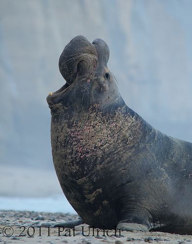 Elephant Seal: Sea elephants, as these seals are sometimes called, give birth in late winter to a single pup and nurse it for approximately a month. While suckling their young, females do not eat—both mother and child live off the energy stored in ample reserves of her blubber. Females give birth to a single pup each year after an 11-month pregnancy. Sea Elephant, Conservation Photography, Elephant Seals, Bull Elephant, Elephant Seal, Sea Cow, A Seal, Incredible Creatures, San Diego Zoo