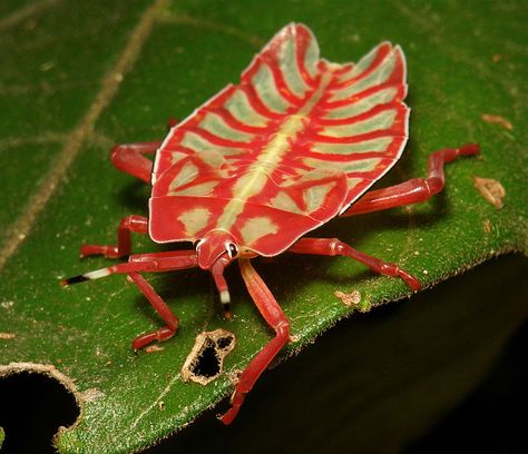 Tessaratomid Giant Shield Bug Nymph (Tessaratomidae) by itchydogimages, via Flickr Shield Bug, Weird Insects, Shield Bugs, Cool Insects, Yunnan China, Bug Collection, Cool Bugs, A Bug's Life, Beetle Bug