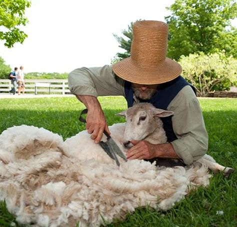 Our sheep get their "annual haircuts" this Memorial Day weekend and OSV historians show the whole textile process – scouring and carding the wool, and spinning, knitting, and weaving. Sheep-shearing will be done throughout the weekend, and sheep herding demos are set for Sat. May 25. Details at www.osv.org. Do you know how much wool each OSV sheep produces? And why shearing sheep is good for farmers' hands? Vertical Vegetable Gardens, Sturbridge Village, Milk The Cow, Sheep Shearing, Goat Kidding, Winter's Tale, Sheep And Lamb, Down On The Farm, The Shepherd